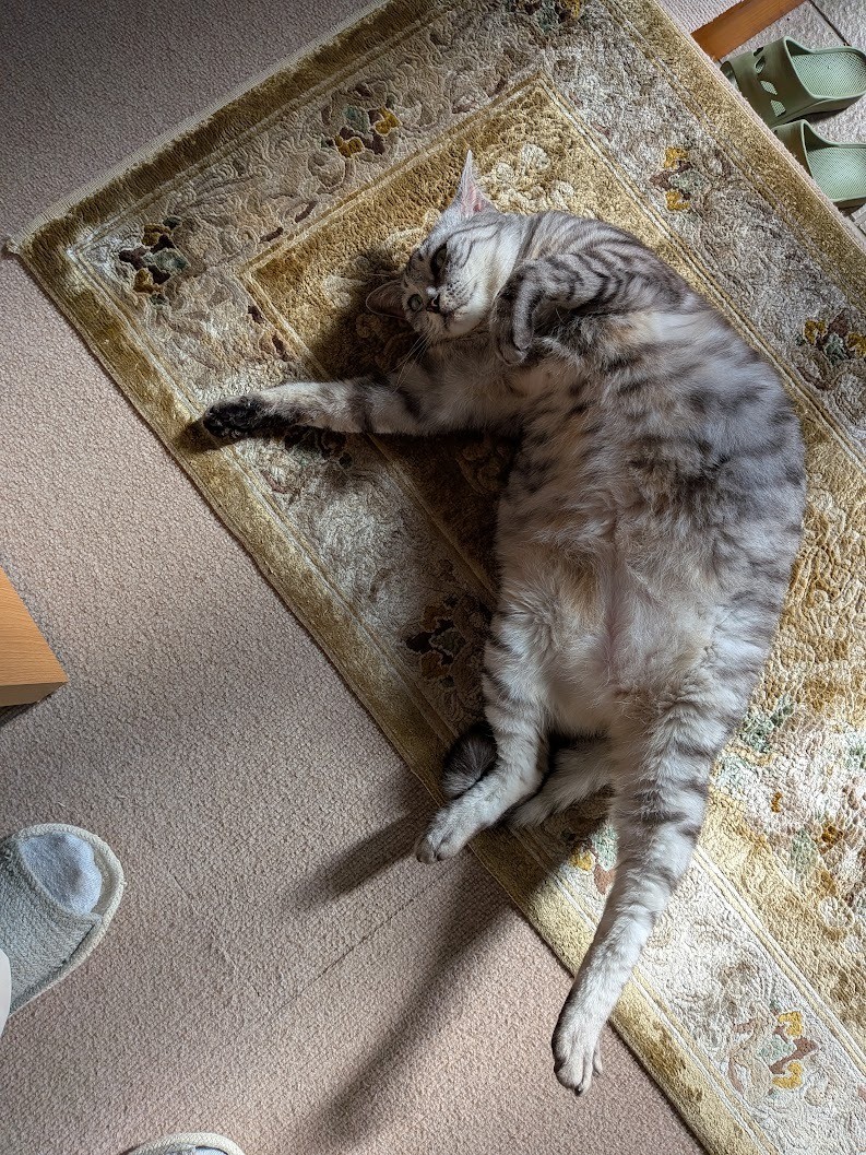 行かにゃいで！