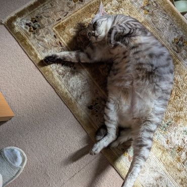 行かにゃいで！