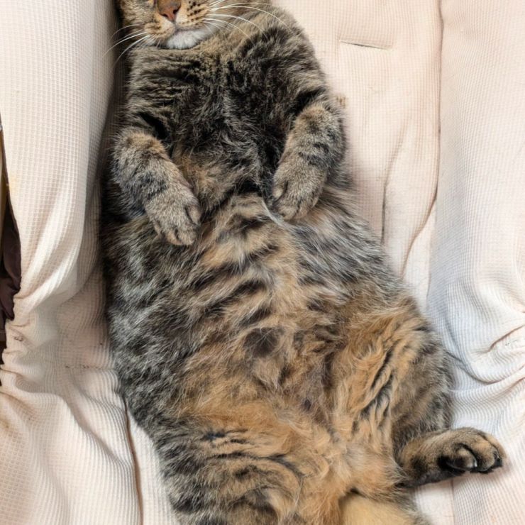 ゆりかご猫