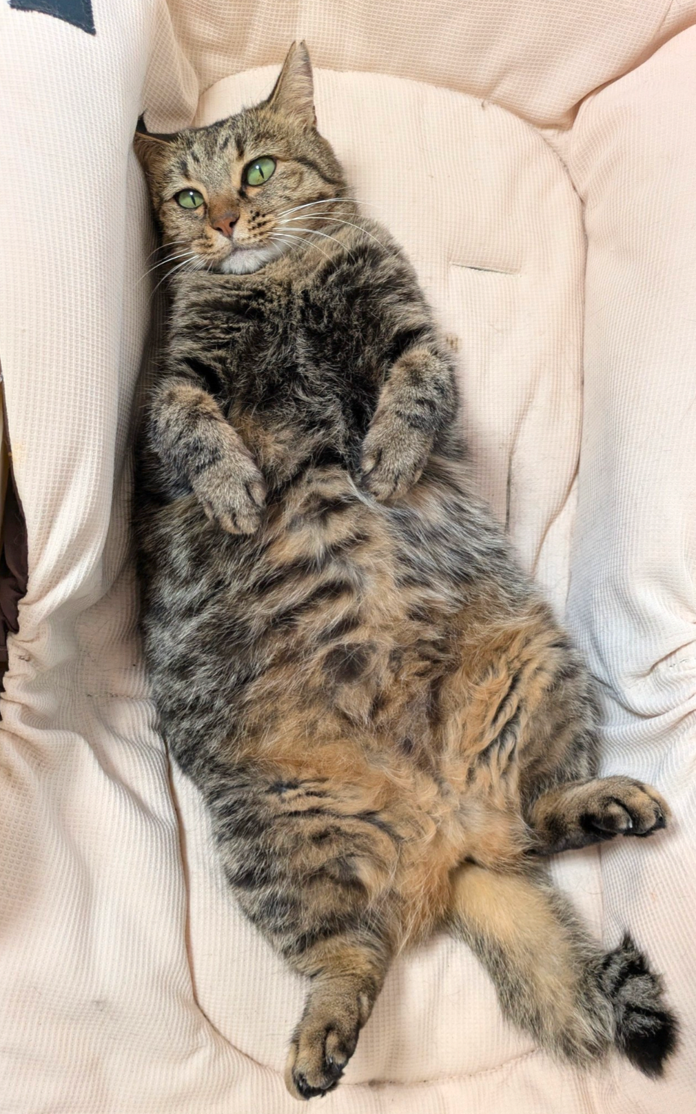 ゆりかご猫
