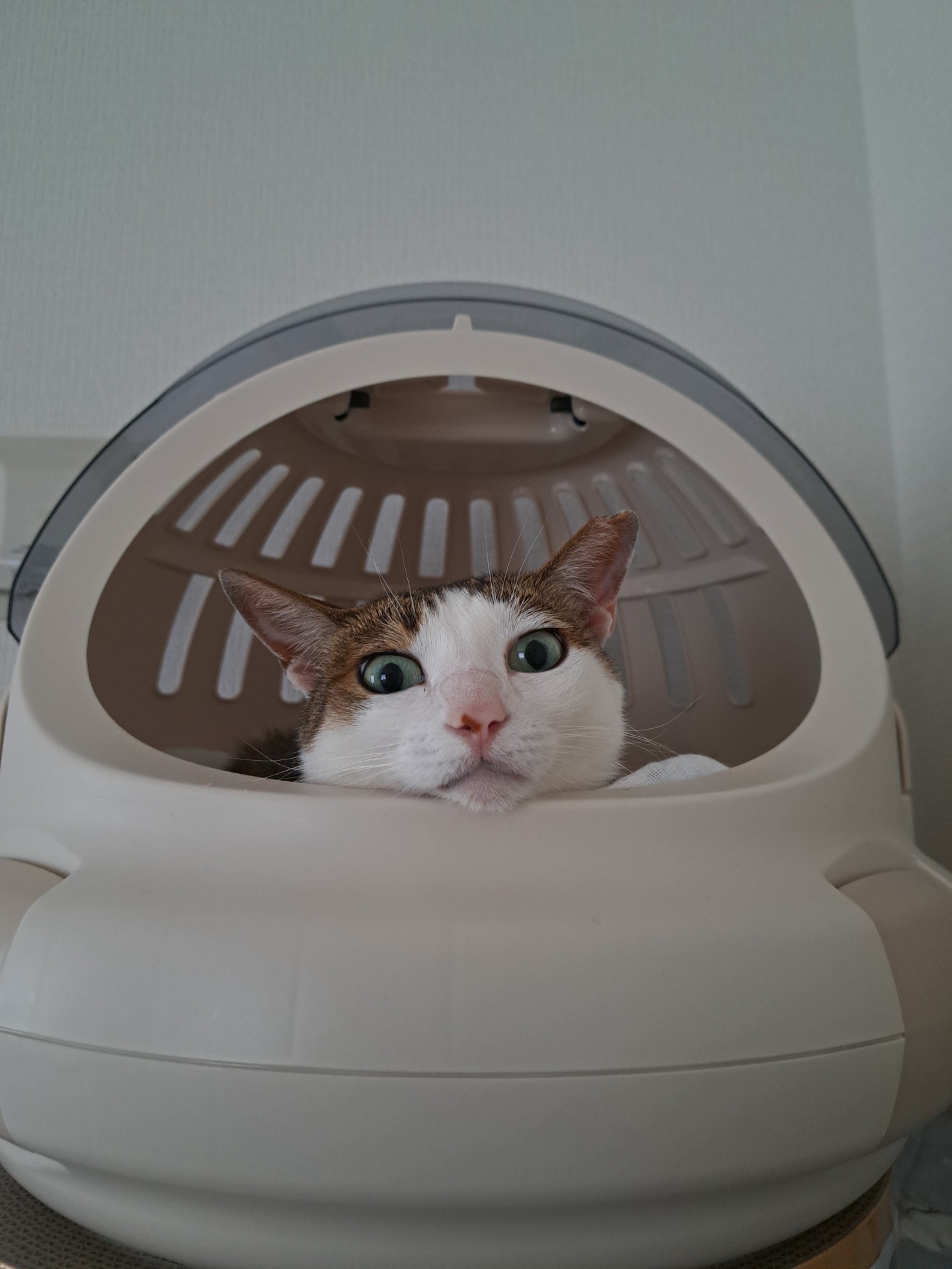 生きる