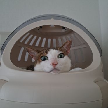 生きる