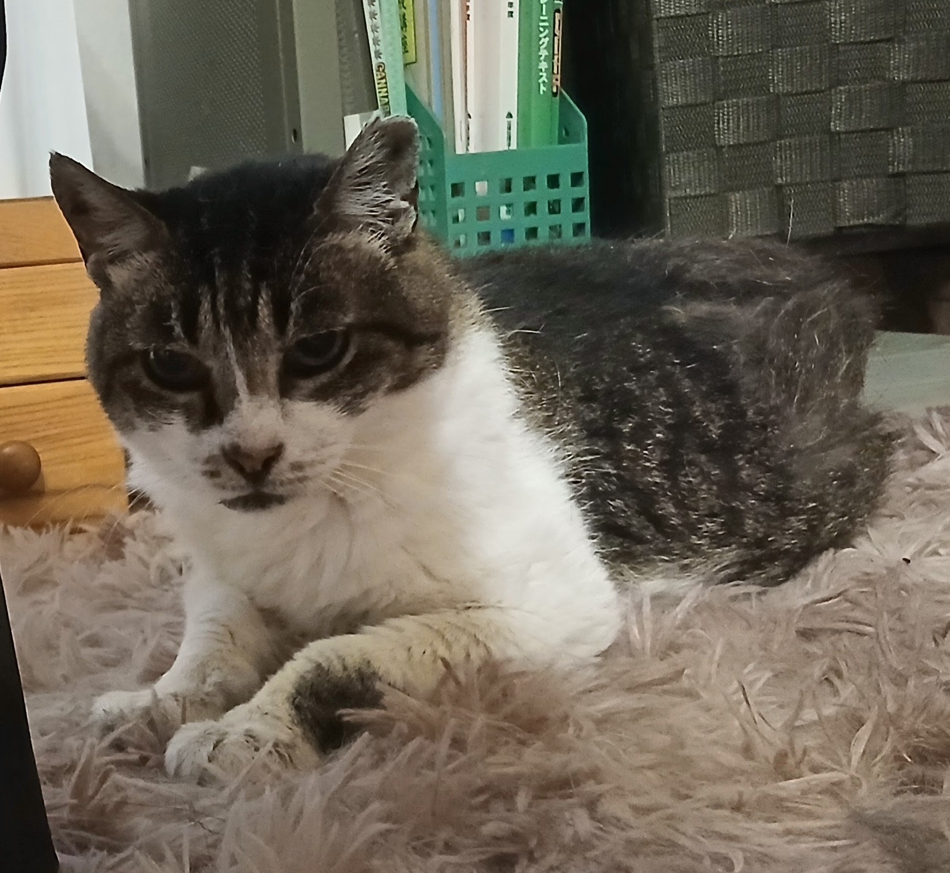 13年間野球場で暮らしていた猫