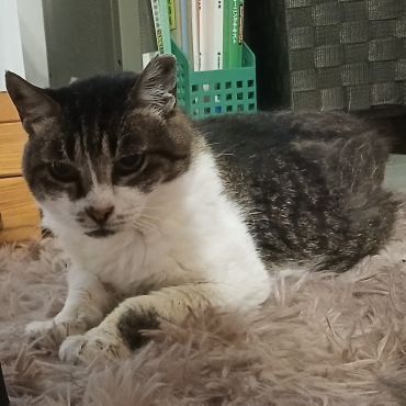 13年間野球場で暮らしていた猫