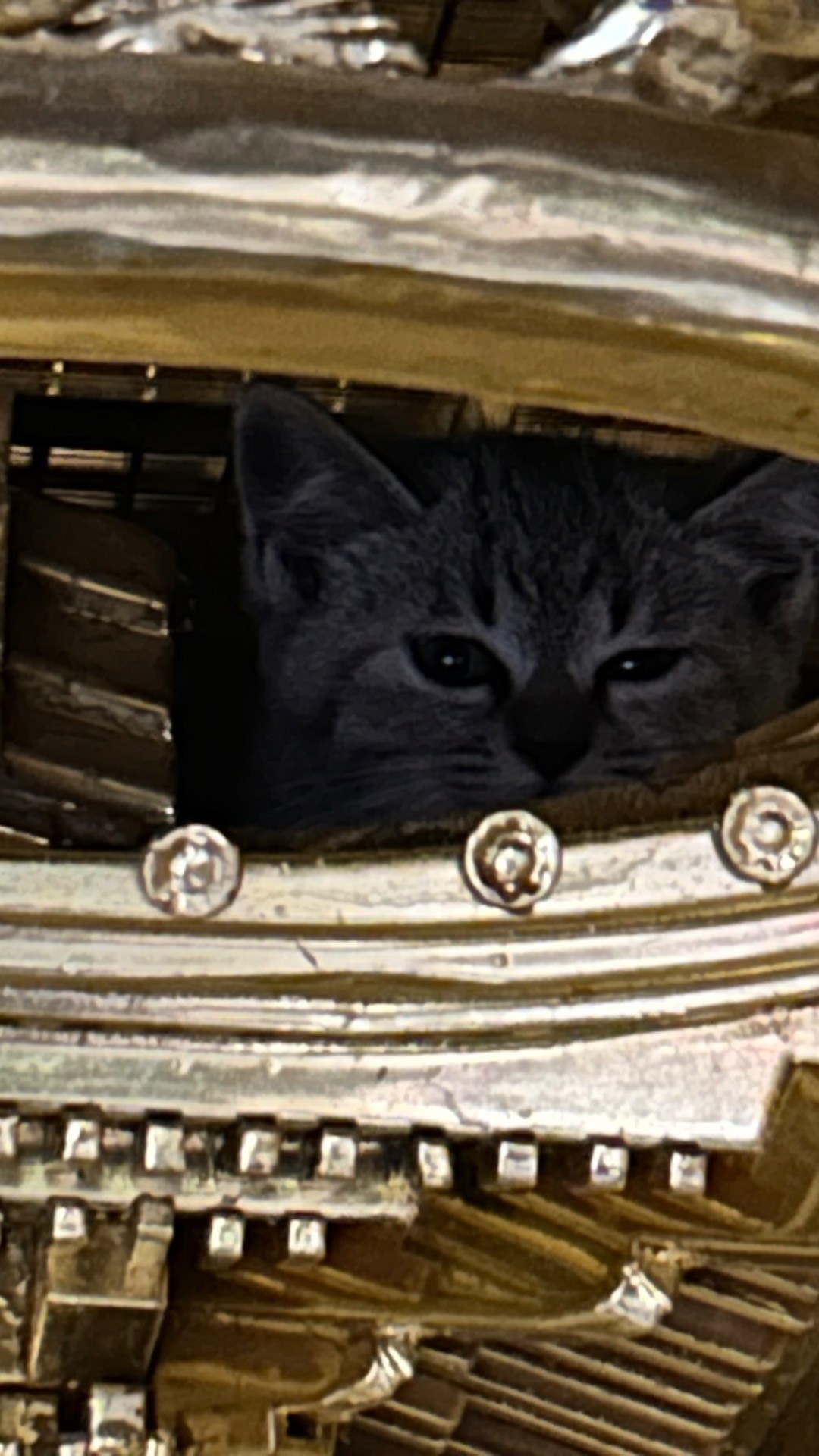 ご仏壇の中の子猫