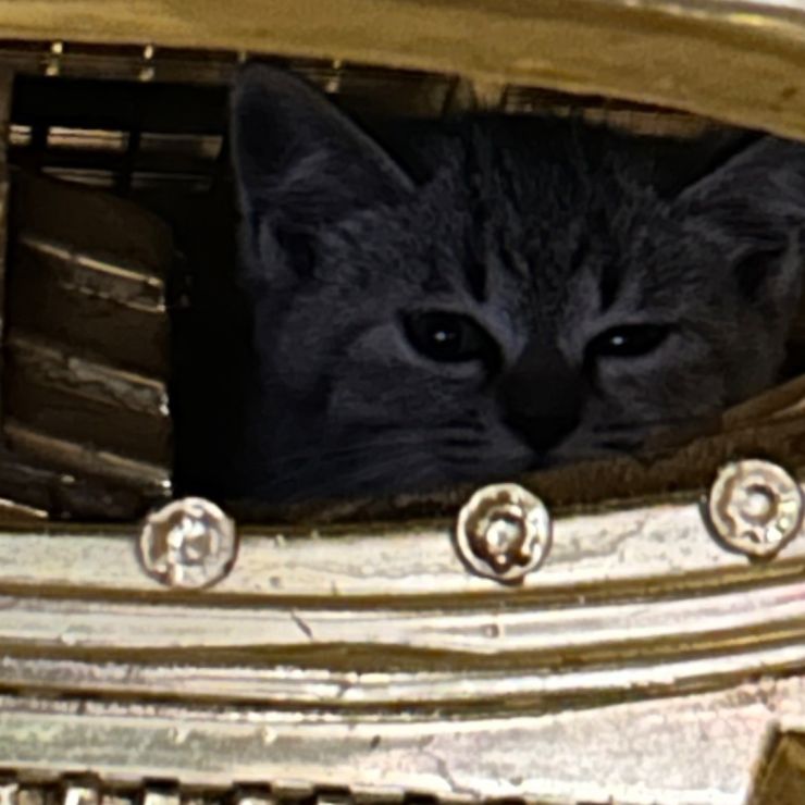 ご仏壇の中の子猫