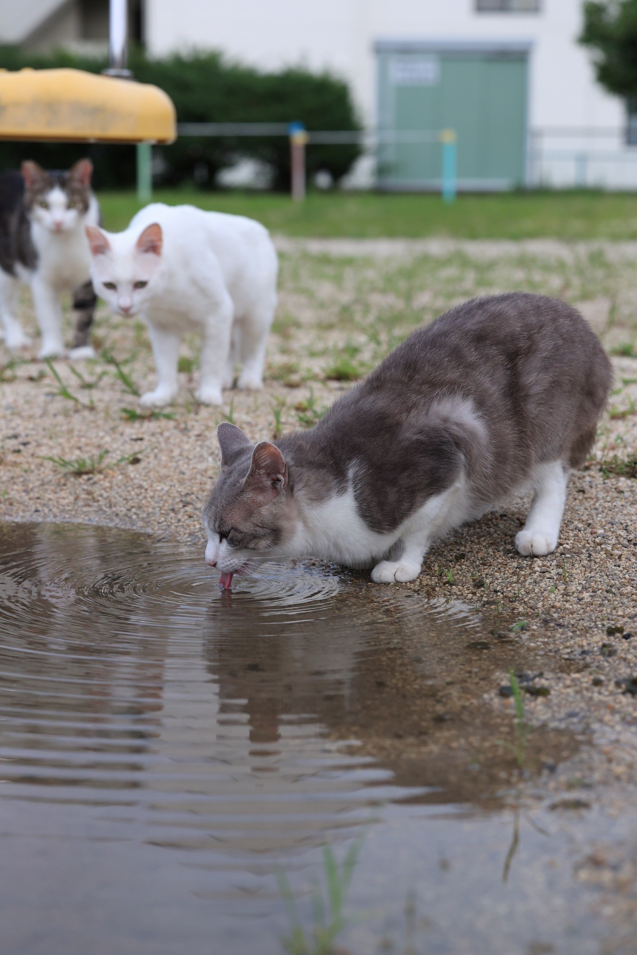 命の水