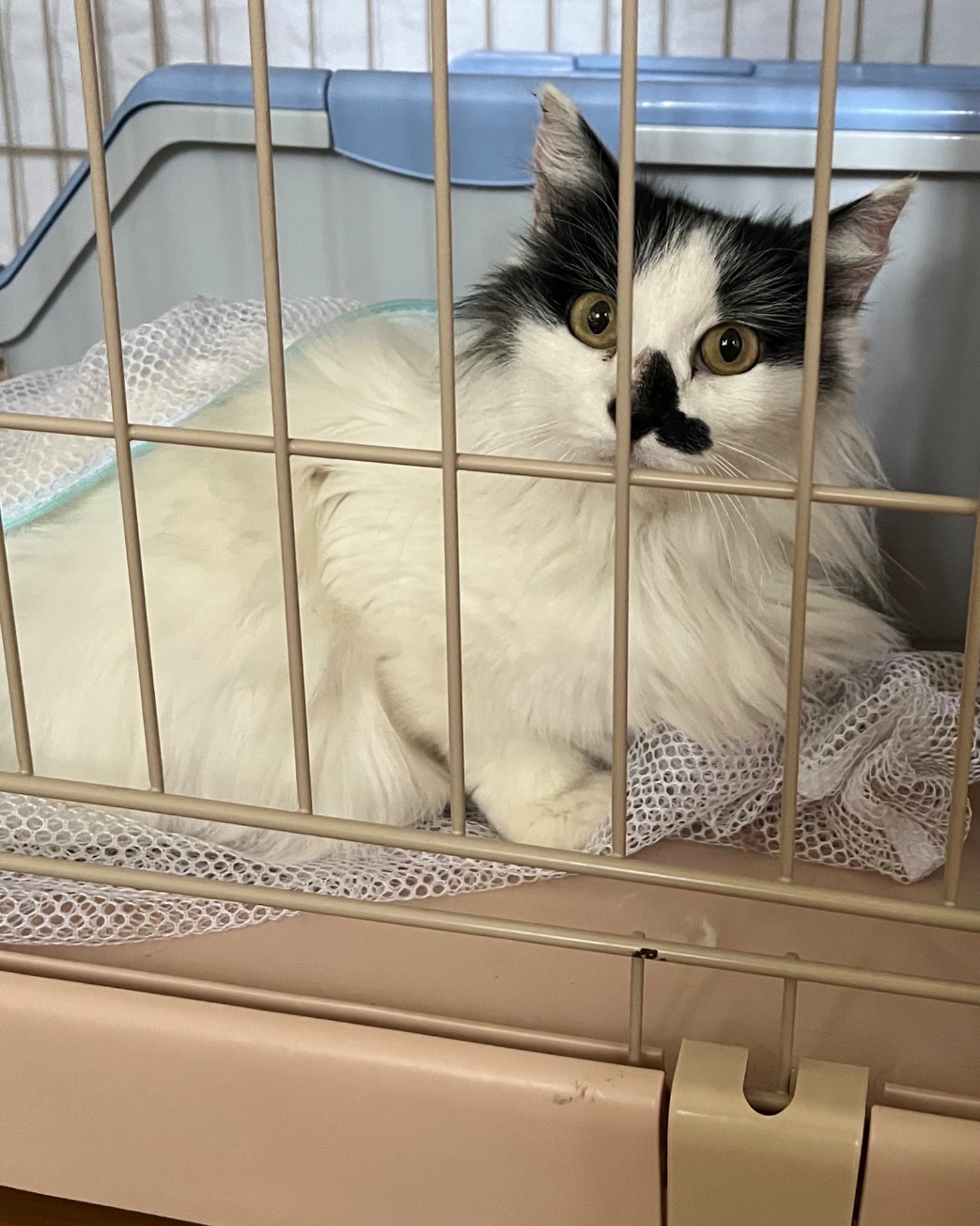 多頭飼育崩壊現場より救出
