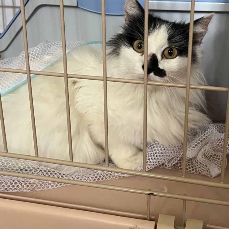 多頭飼育崩壊現場より救出