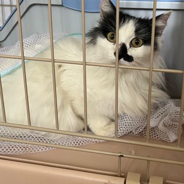 多頭飼育崩壊現場より救出