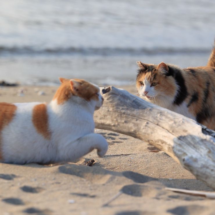浜にゃんズ