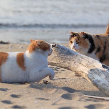 浜にゃんズ