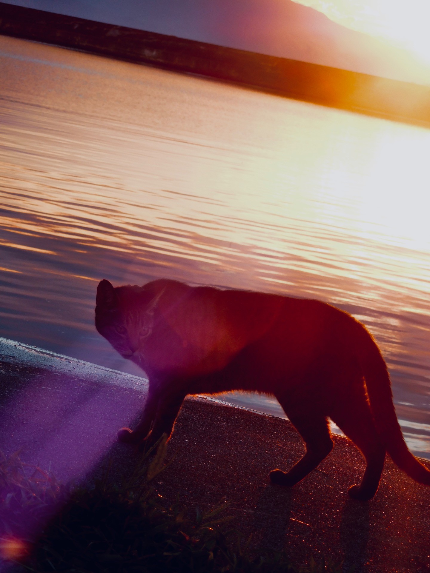 琵琶湖の猫