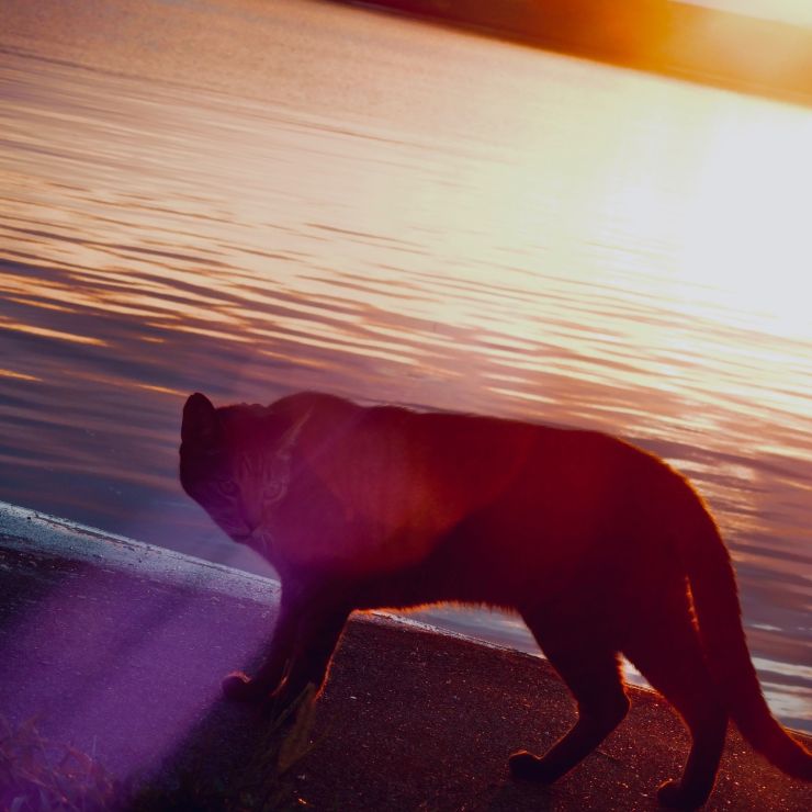 琵琶湖の猫