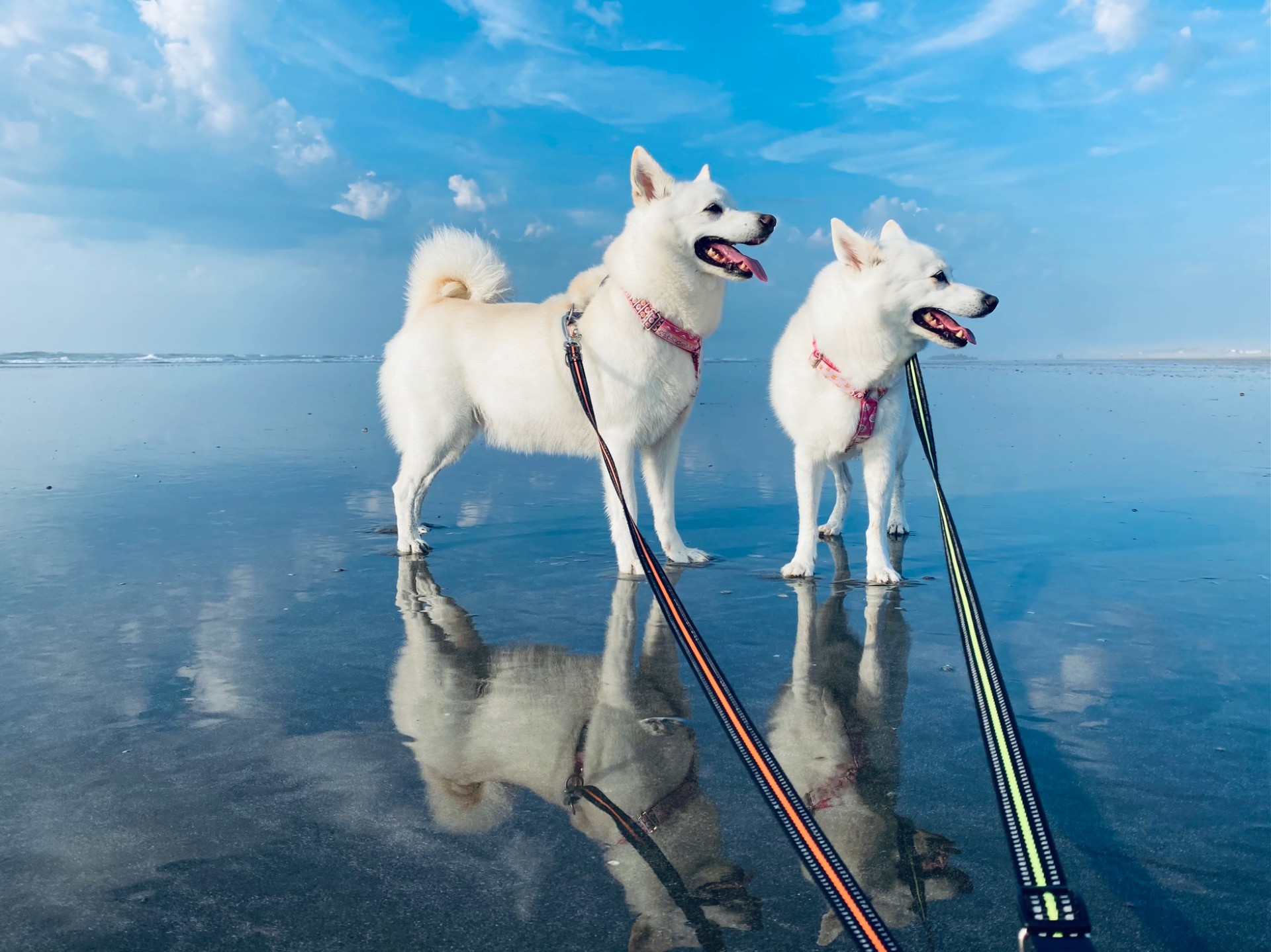 夏の思い出