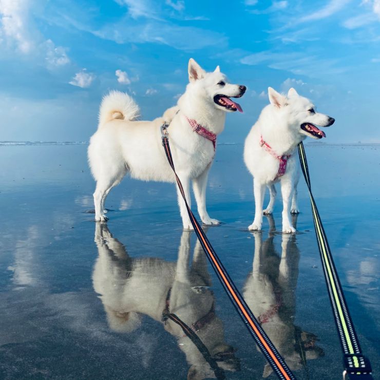 夏の思い出