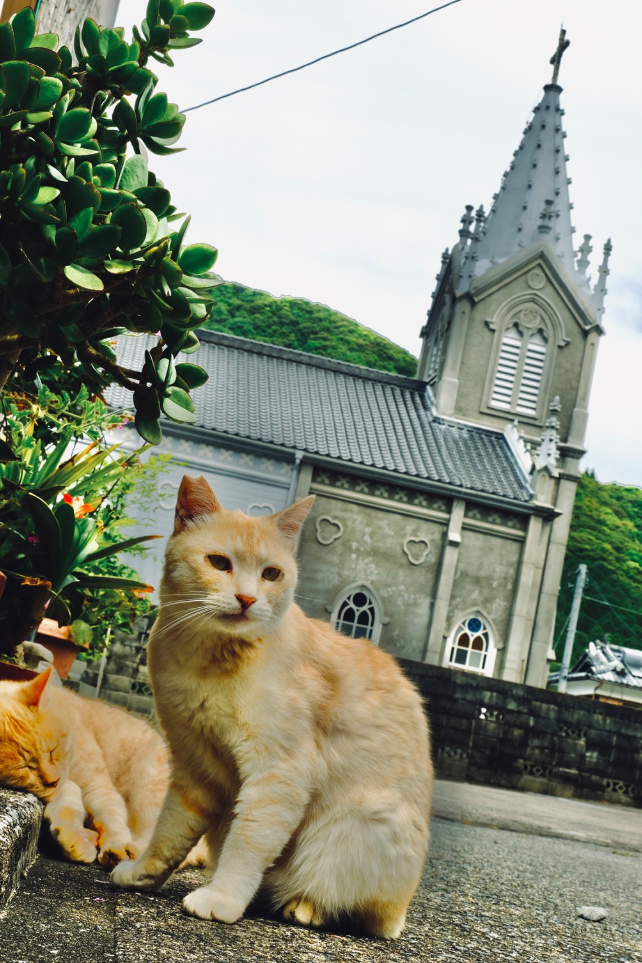 天草の猫
