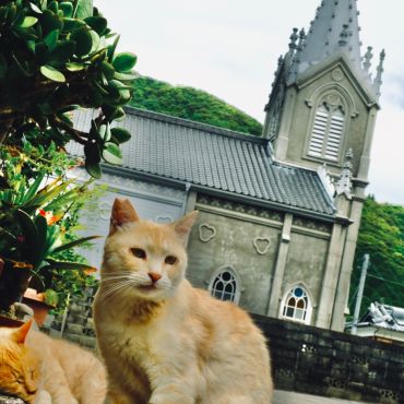 天草の猫