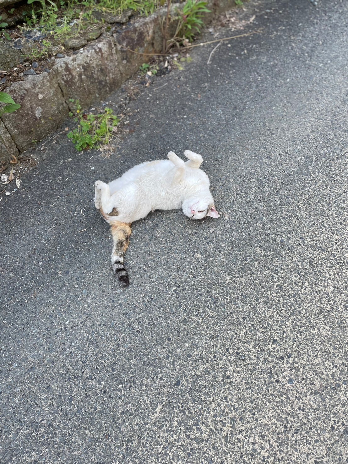 はじめまして