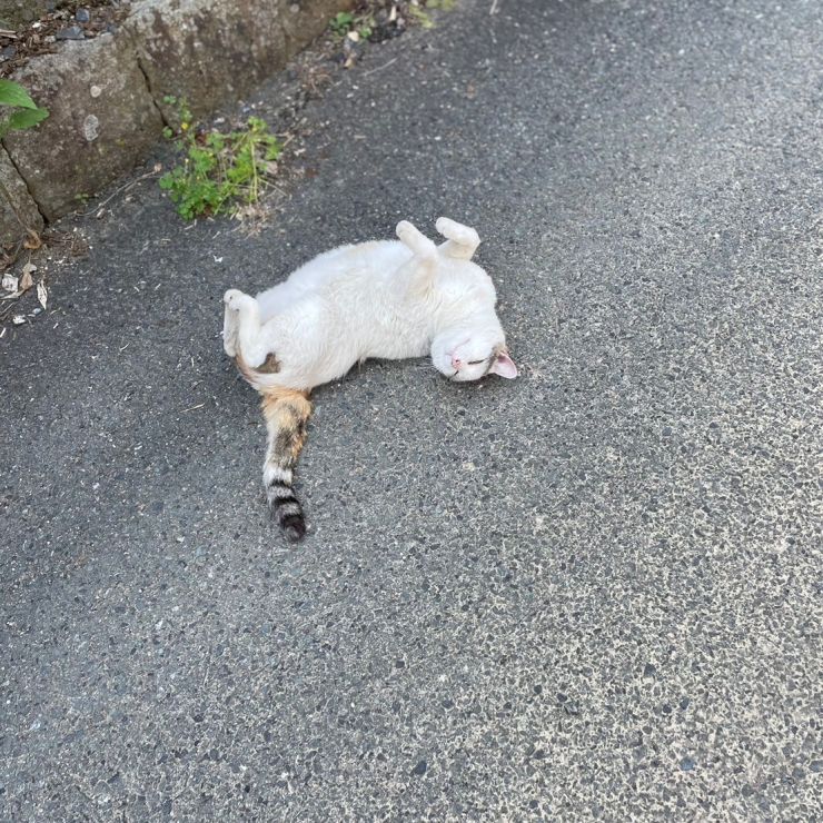 はじめまして
