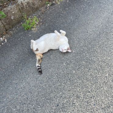 はじめまして