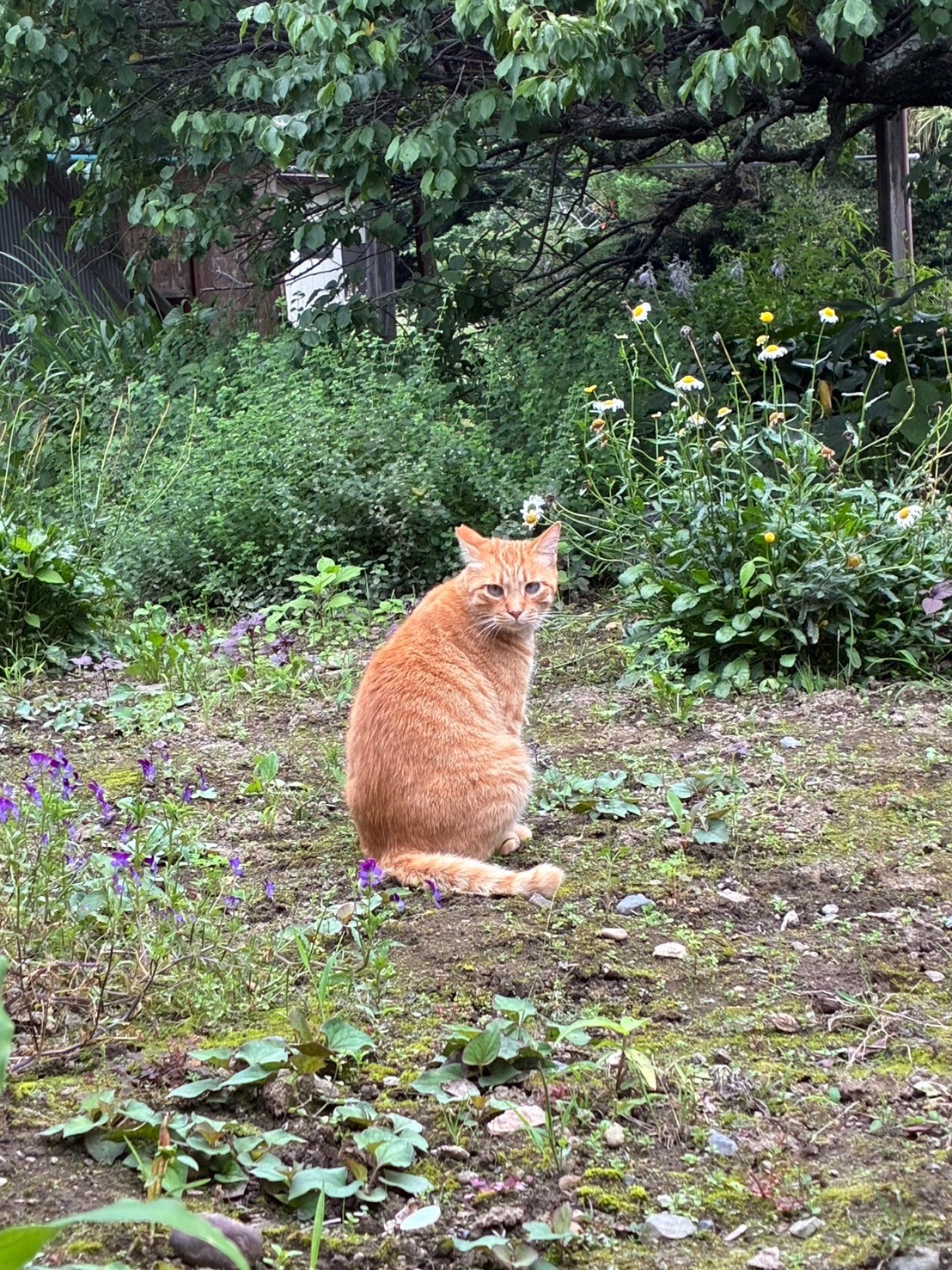 さくらねこのひととき