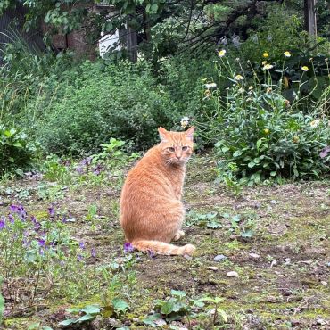 さくらねこのひととき