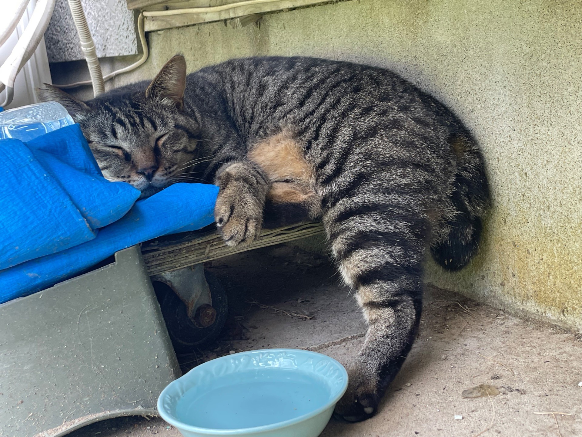 ひとやすみ…zZ