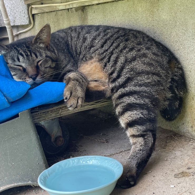 ひとやすみ…zZ