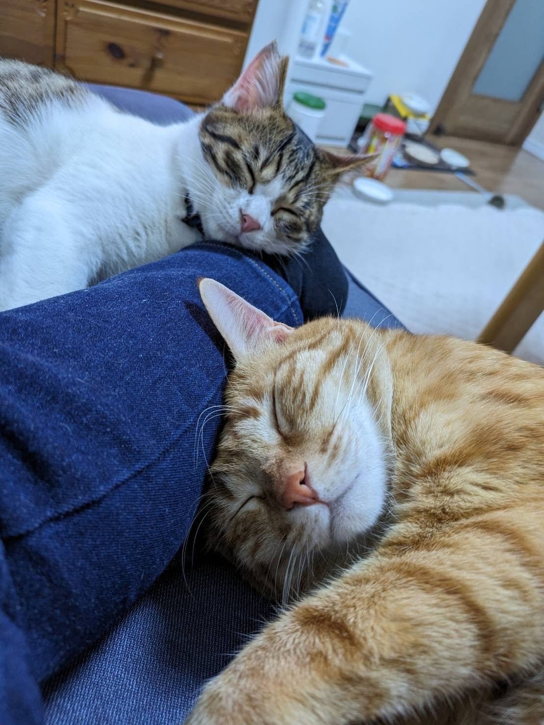 うたたねこ