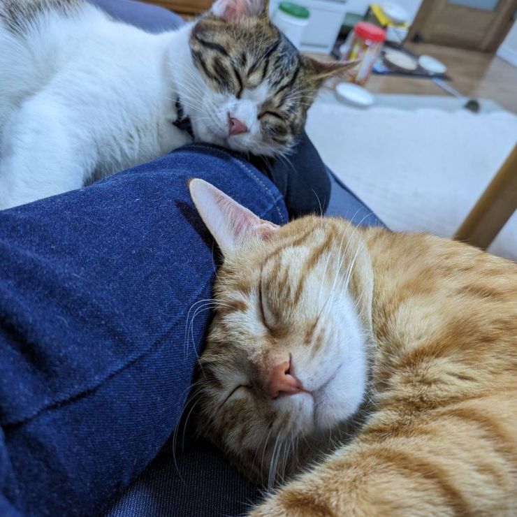 うたたねこ