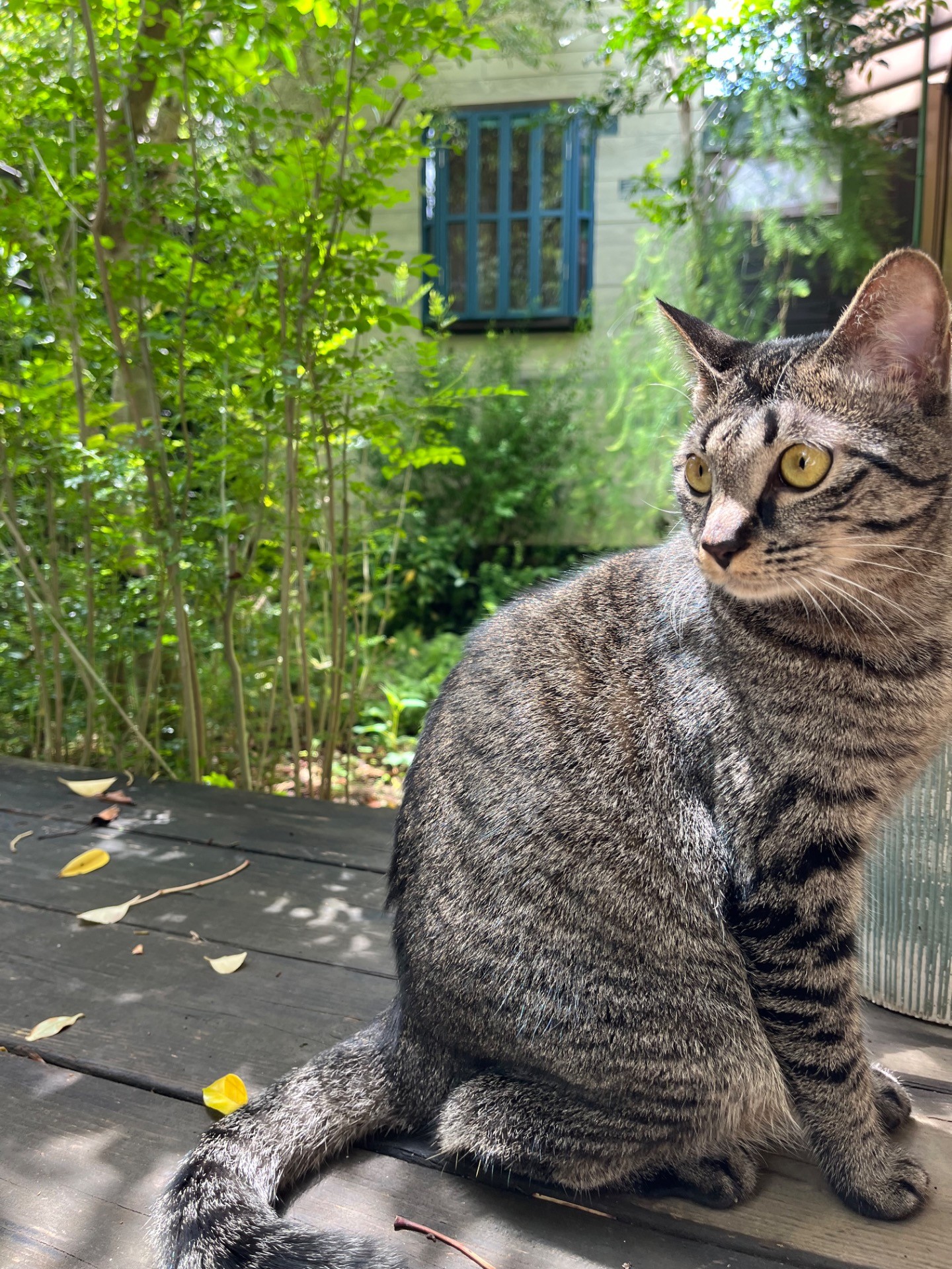 奇跡の子猫