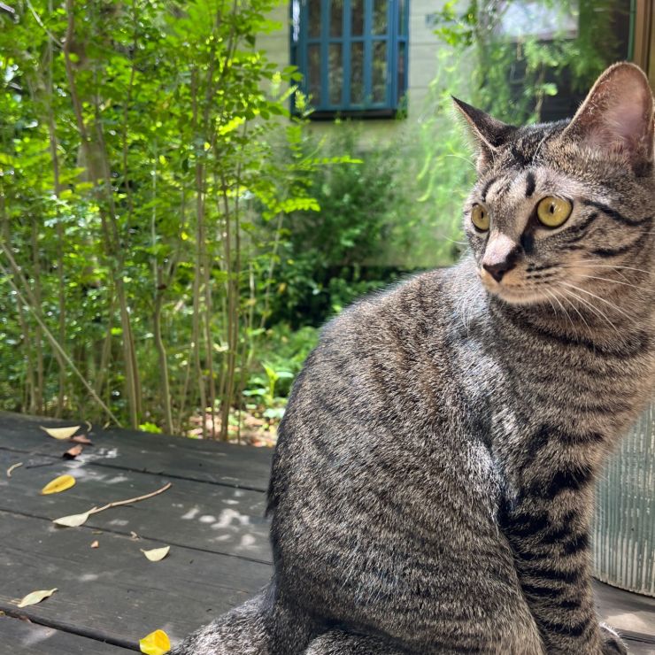 奇跡の子猫