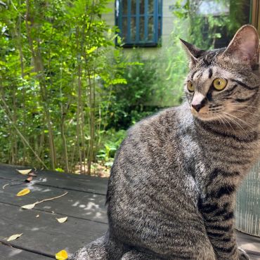 奇跡の子猫