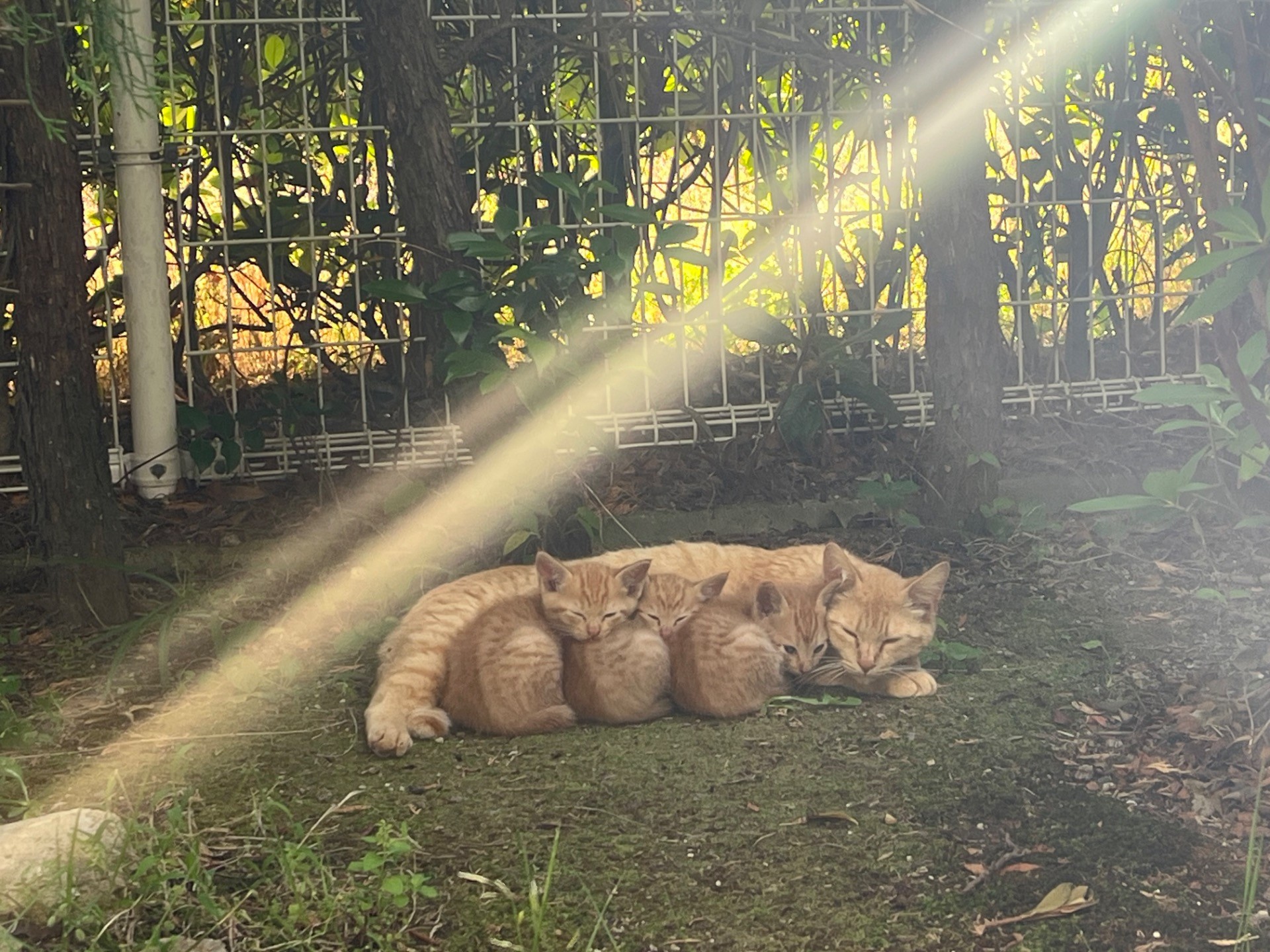 茶トラ一家、幸せの道へ、、、