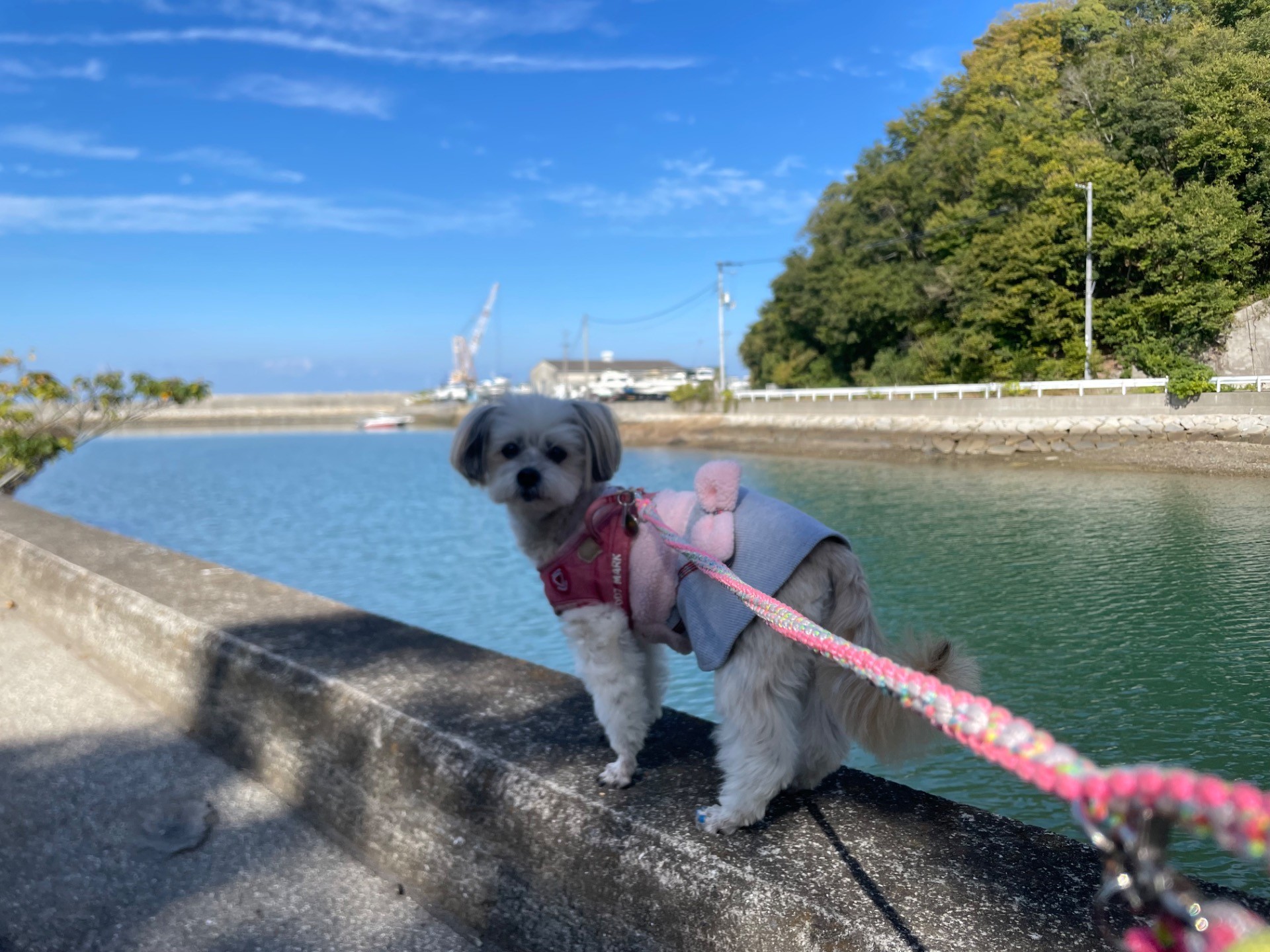 漁港のお散歩