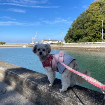 漁港のお散歩