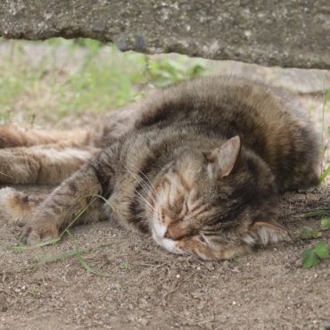 しあわせな昼下がり