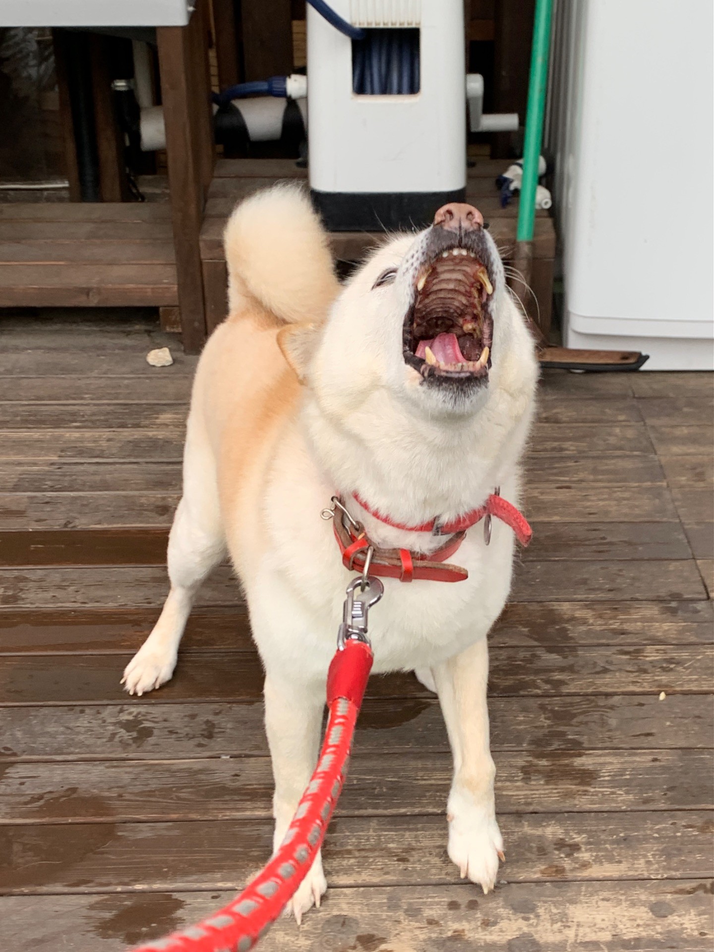 つよし、またどこかで！