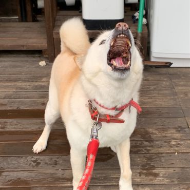 つよし、またどこかで！