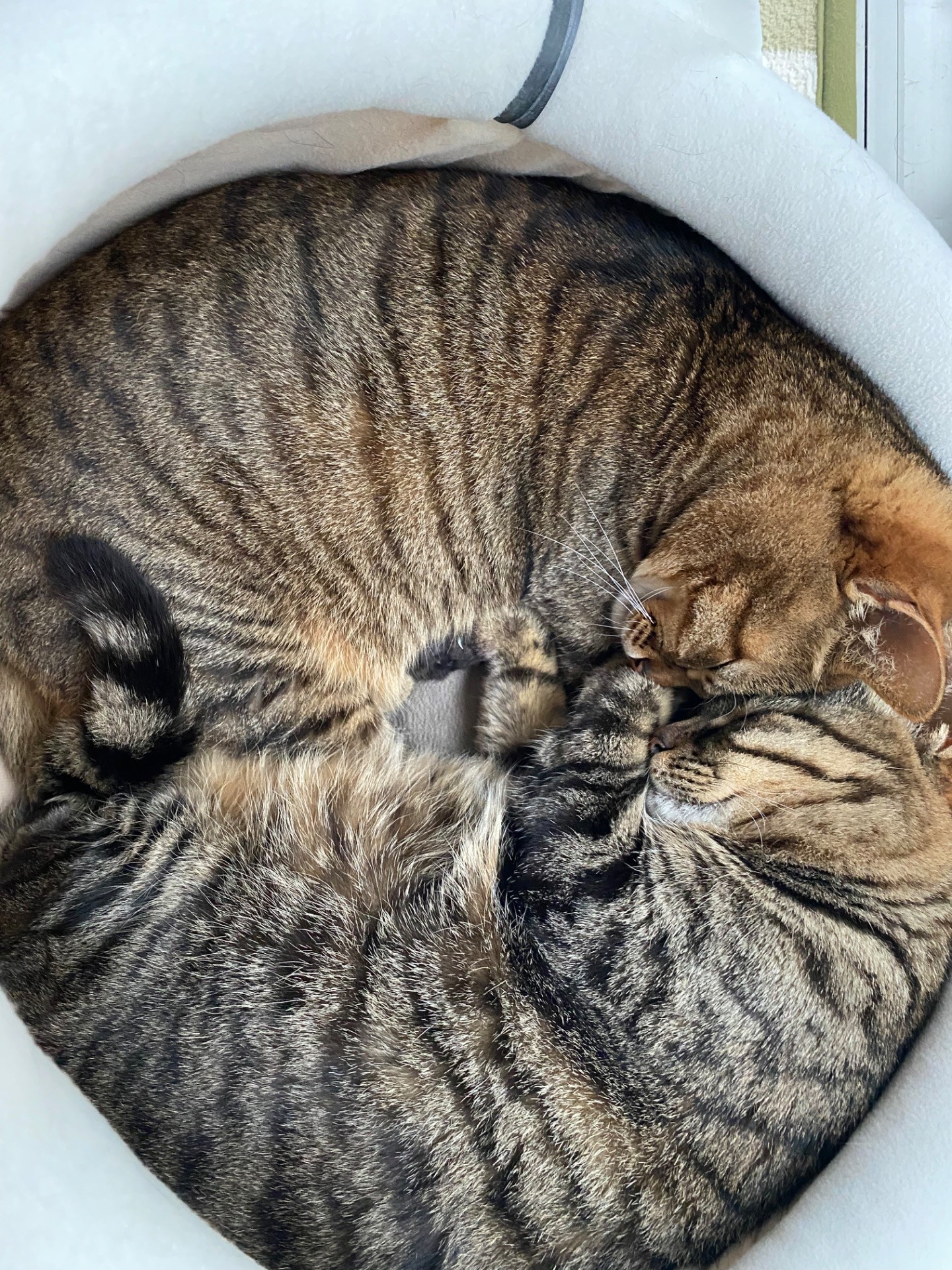 Wニャンモナイト