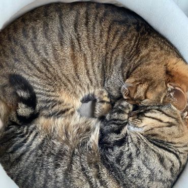 Wニャンモナイト
