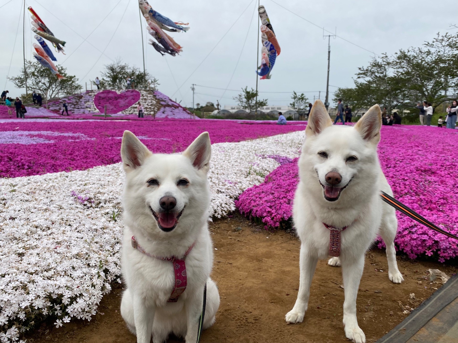 芝桜に負けない笑顔で！