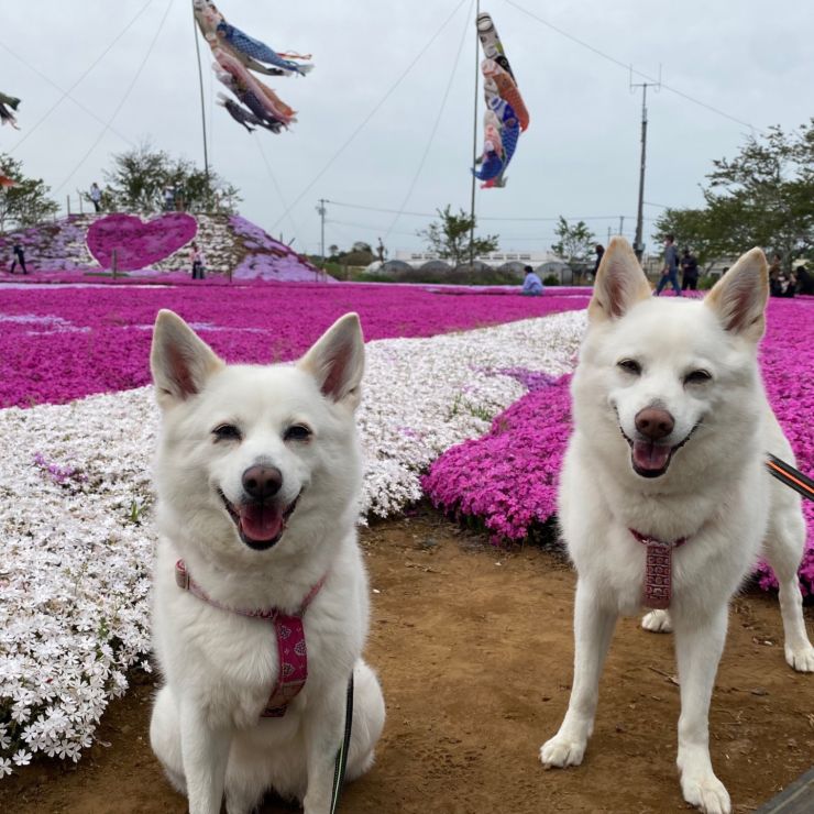 芝桜に負けない笑顔で！
