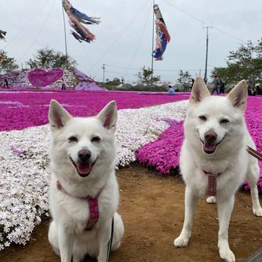 芝桜に負けない笑顔で！