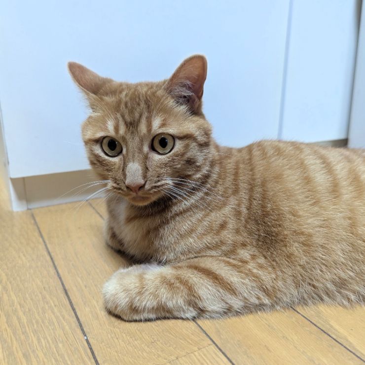 とってくるよ！
