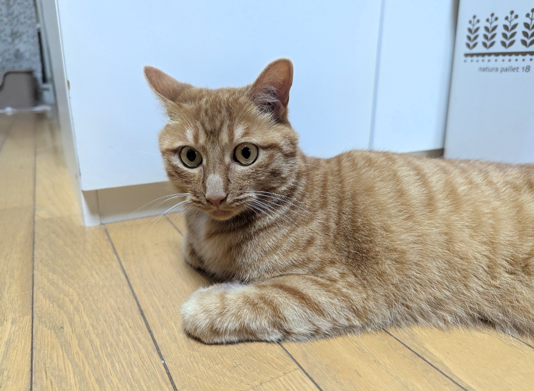 とってくるよ！