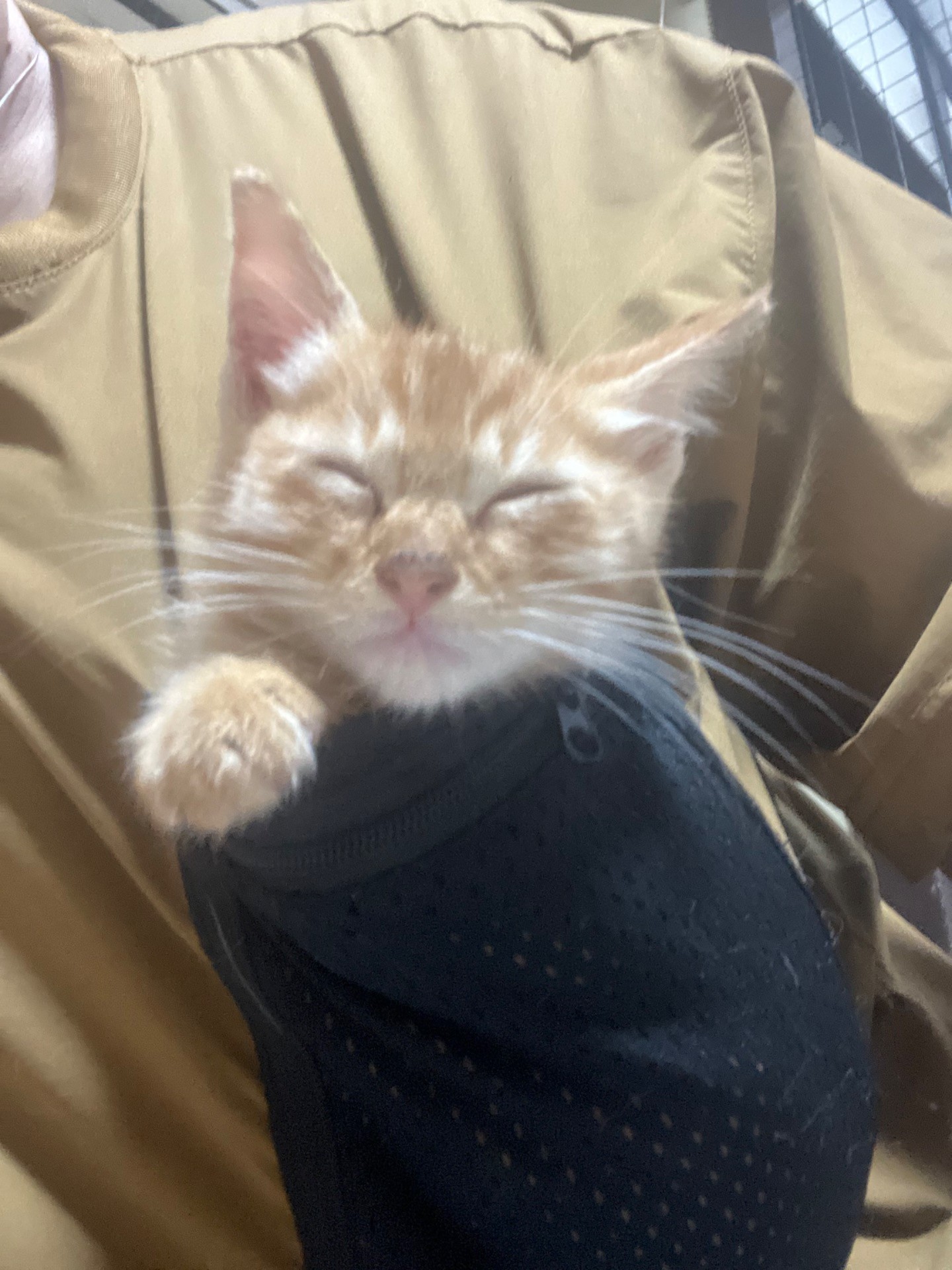 ポケにゃん