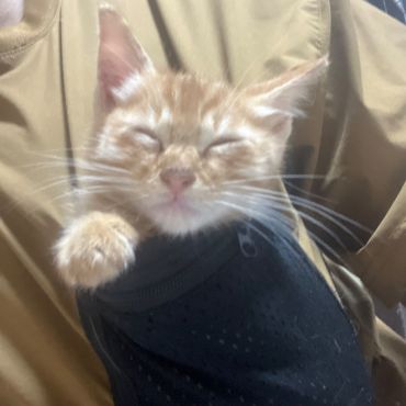 ポケにゃん