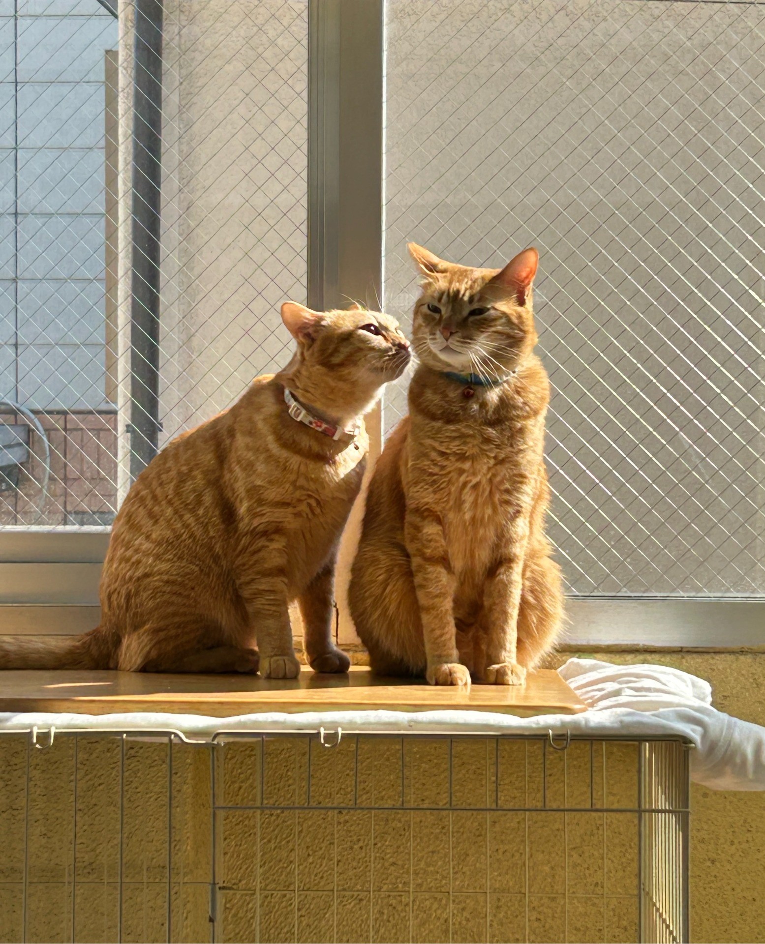 しあわせは、こんな距離。